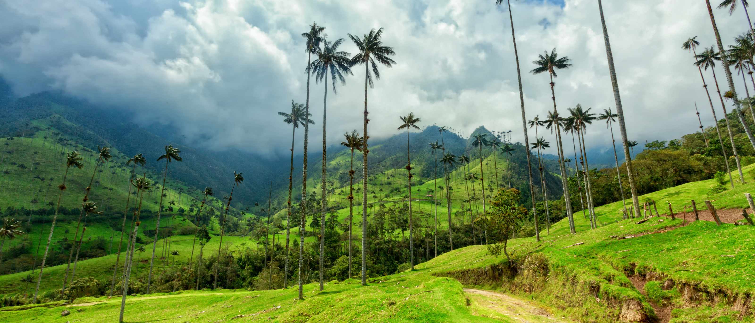 Green pasture in the Cocora Valley near Salento, Colombia.
